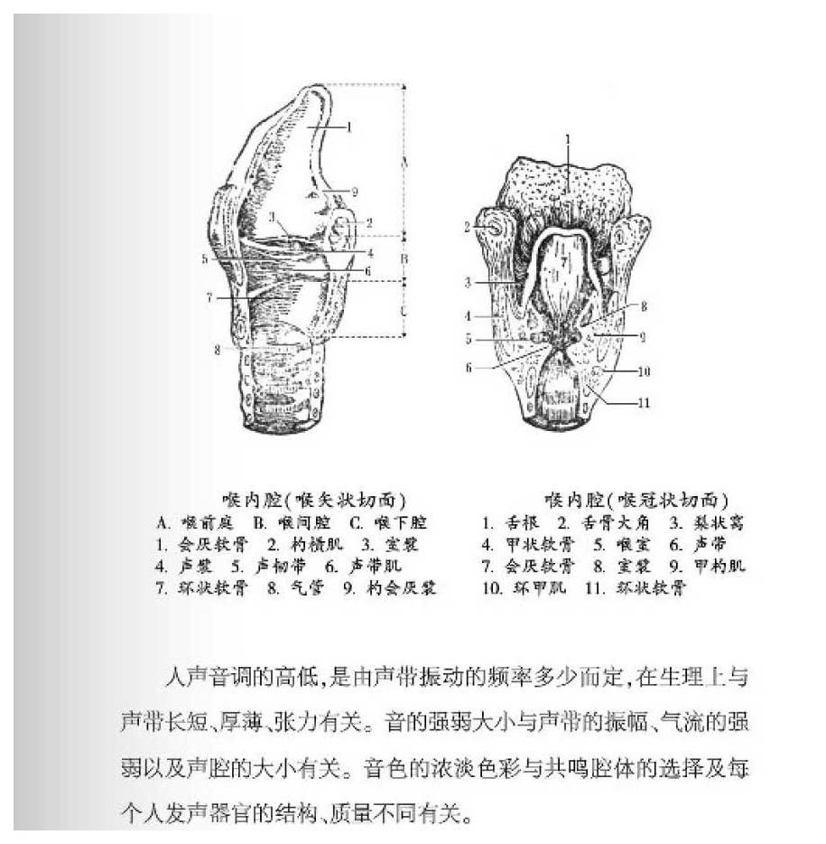 声乐基础知识《歌唱器官与发声生理是指什么？》