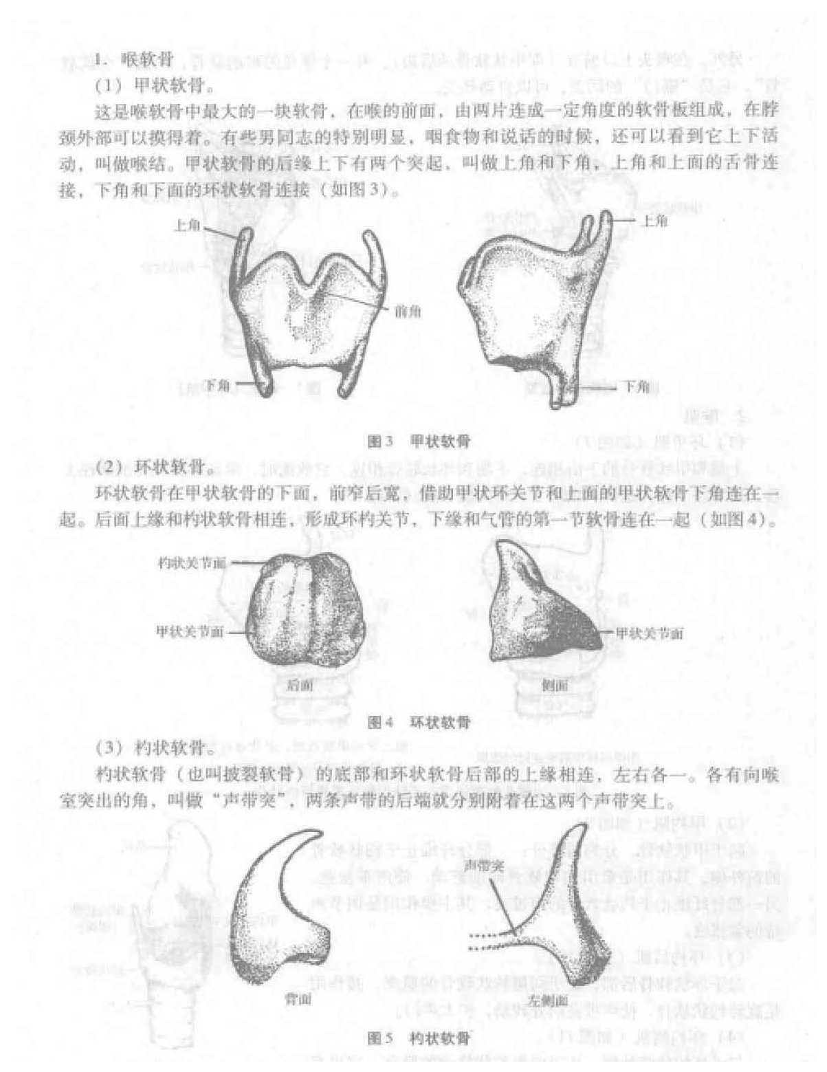 歌唱的发声《发声器官的构造及其工作原理》