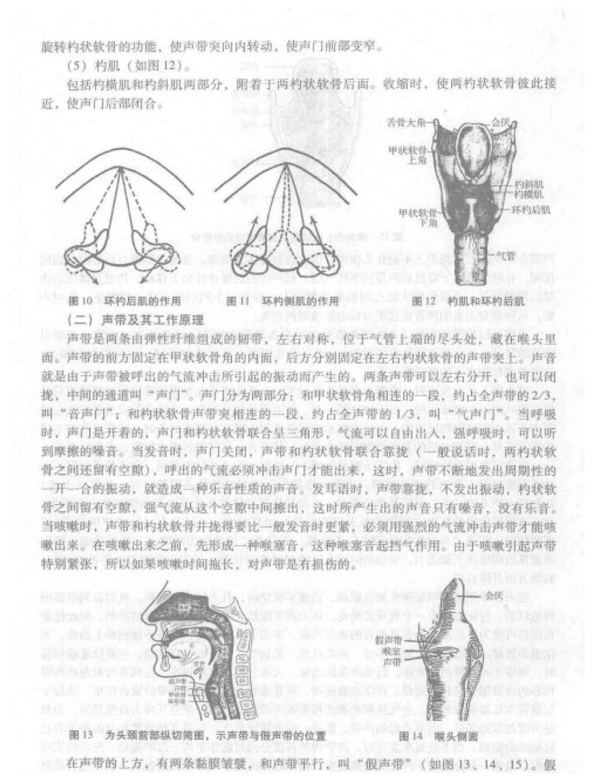 歌唱的发声《发声器官的构造及其工作原理》