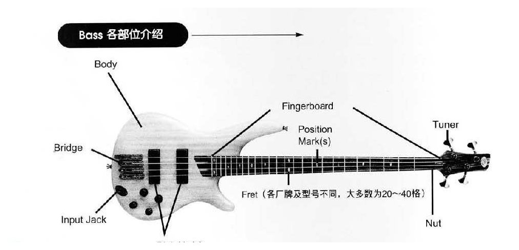 Bass各部位介绍