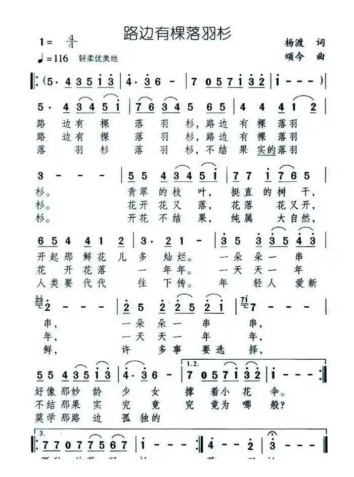 路边有棵落羽杉